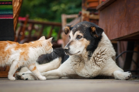 Târg de adopții pentru câini și pisici fără stăpân „Prietenii Pufoși - Ediţia I”